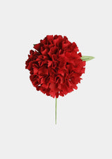 Flamenco Flower Carnation